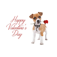 Valentines Day Postcard Valentines Day Postcard